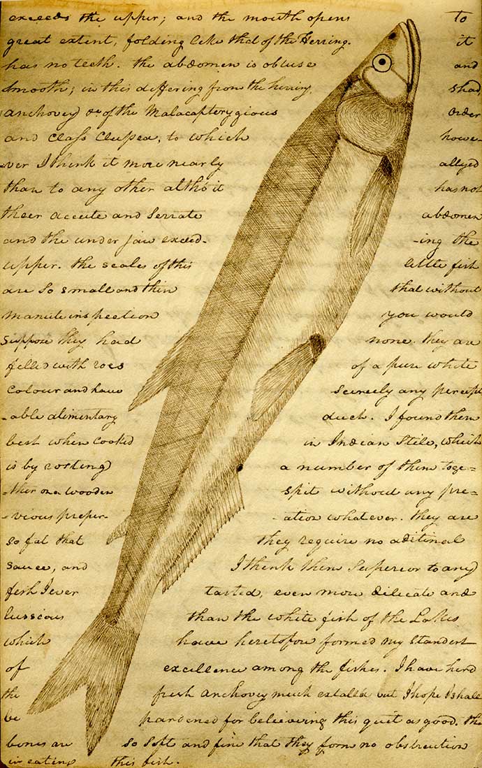 lewis-and-clark-journal-feb-24-1806-euchalon-candlefish