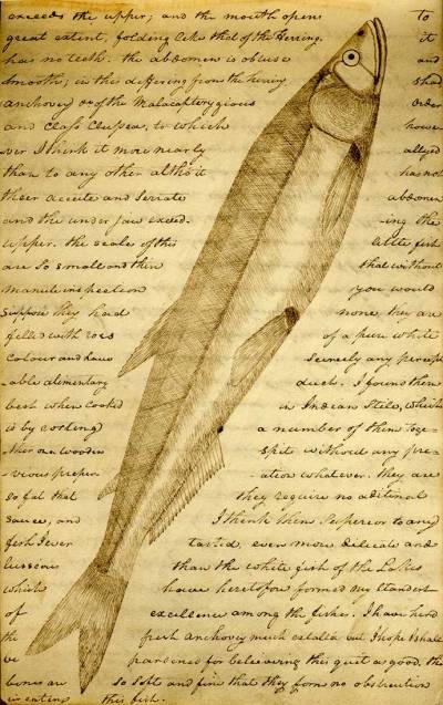 lewis-and-clark-journal-feb-24-1806-euchalon-candlefish
